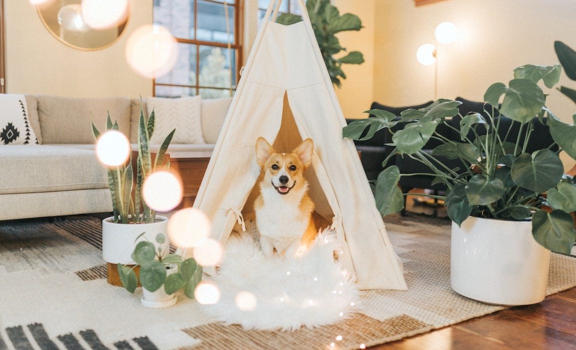 5 Best Dog Tee Pee Beds [2022 Reviews]: Cute & Functional Snoozing!