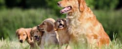 finding a good breeder
