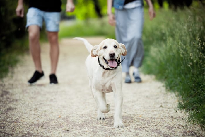 happy dog