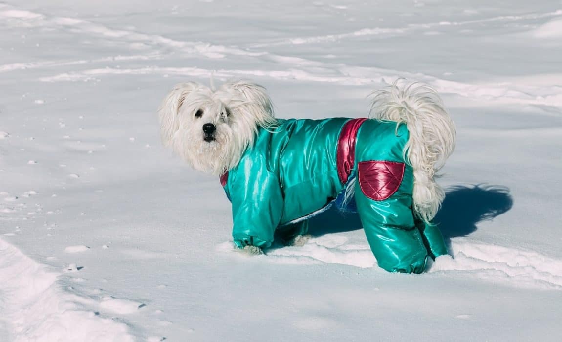 8 Best Dog Coats with Legs [2022 Reviews]: Complete Canine Coverage for Cold!