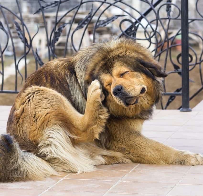 8 Best Anxiety Medication For Dogs Natural Treatments 8 best anxiety medication for dogs natural treatments