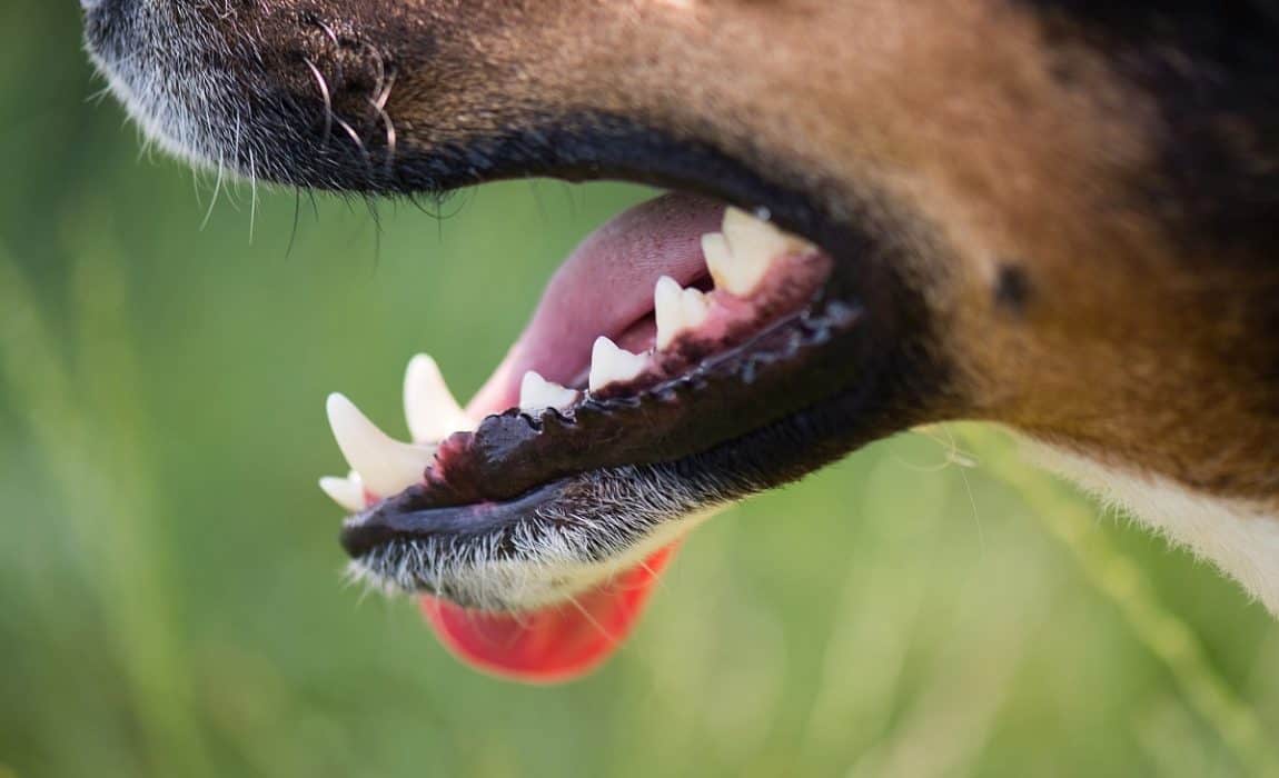 dog chattering teeth