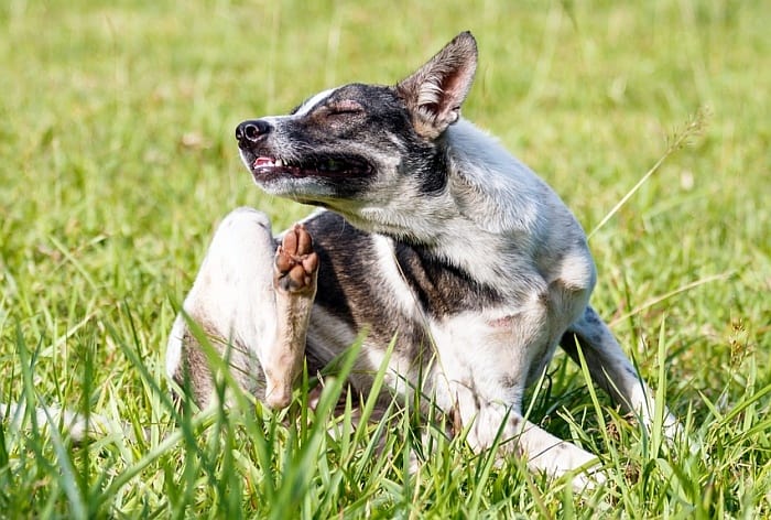 cortisone for dogs