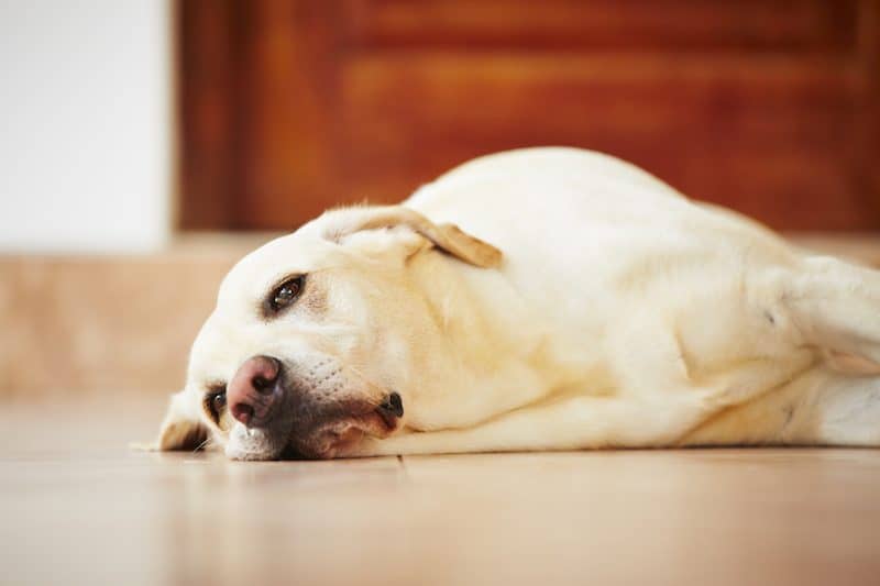 15 Signs Your Dog is Dying: How to Know When Your Dog is Ready to Go 1 stop dog from being bored