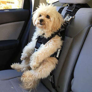Car Restraint For Dogs Free Delivery Goabroad Org Pk - What Is The Best Car Seat Belt For Dogs