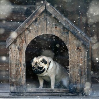 Best winter dog house