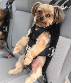 Durable Dog Seatbelts for Cars Adjustable Safety Dog Seat Car Harness Active Pets Dog Seatbelt Dog seat Belts for Large Dogs Dog Car Seat Belt for Dogs Dog Seat Belt for Pets Medium & Small 