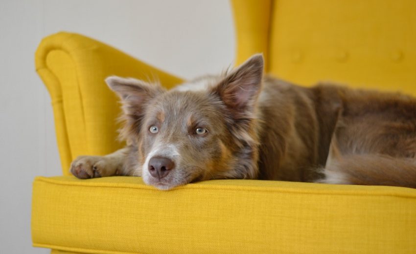 best-dog-sofa-beds
