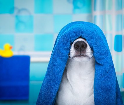 best towels for dogs
