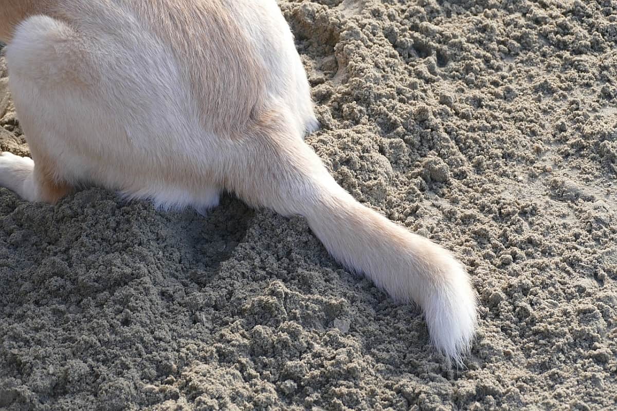 Injured & Broken Dog Tail: Common Symptoms, Causes, & Treatments