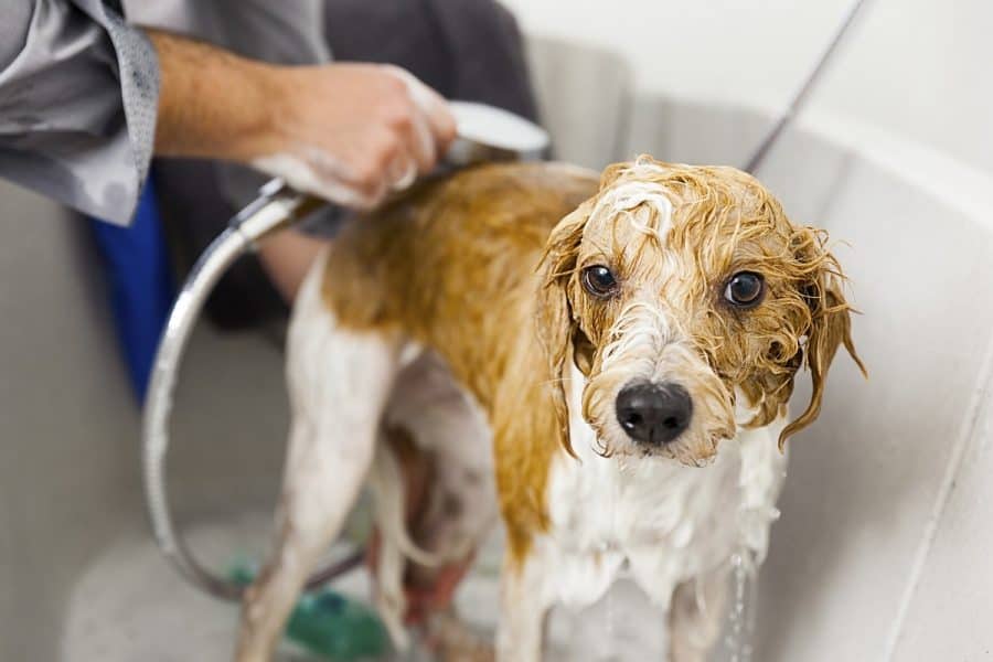 5 Best Portable Dog Bath Tools, Bathtub Attachment For Dog Washing