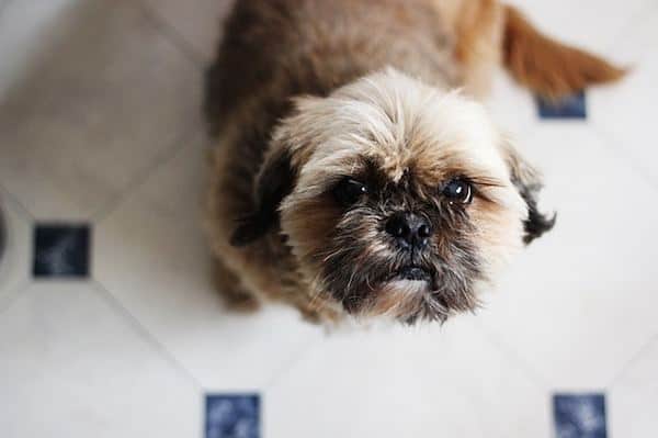 shih tzu poodle jack russell mix