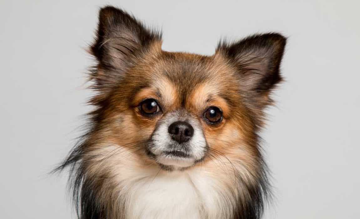 V. Tips for Successful Long-Haired Chihuahua Breeding