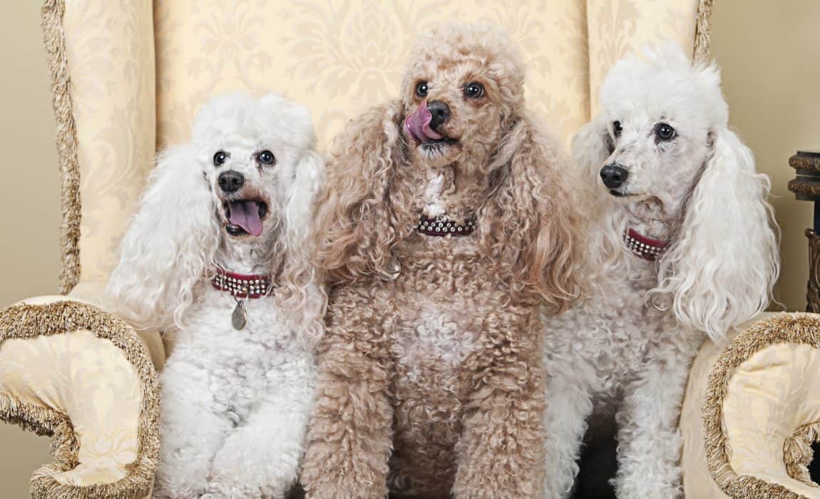 Types of poodles