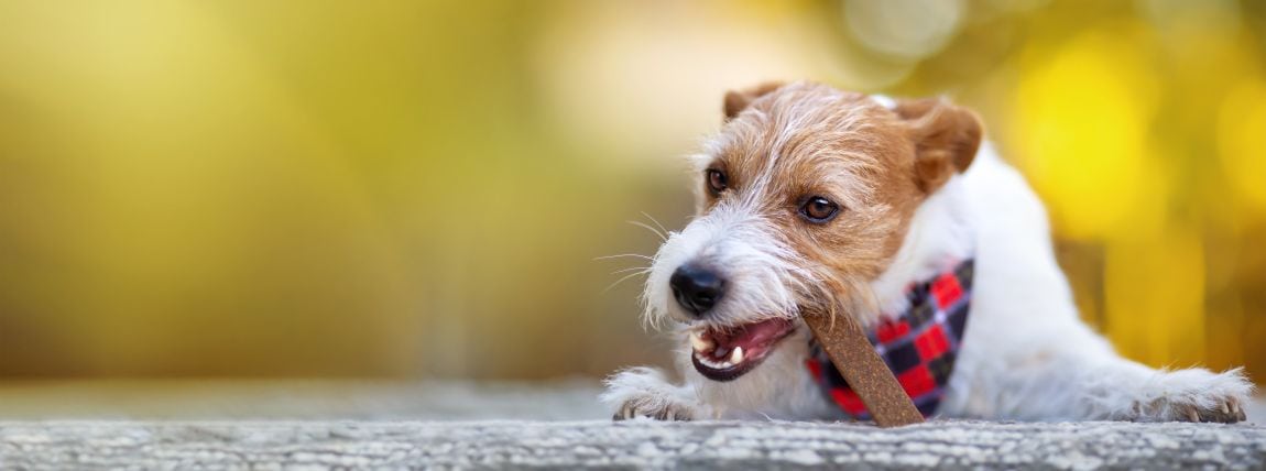 are dental sticks bad for your dog