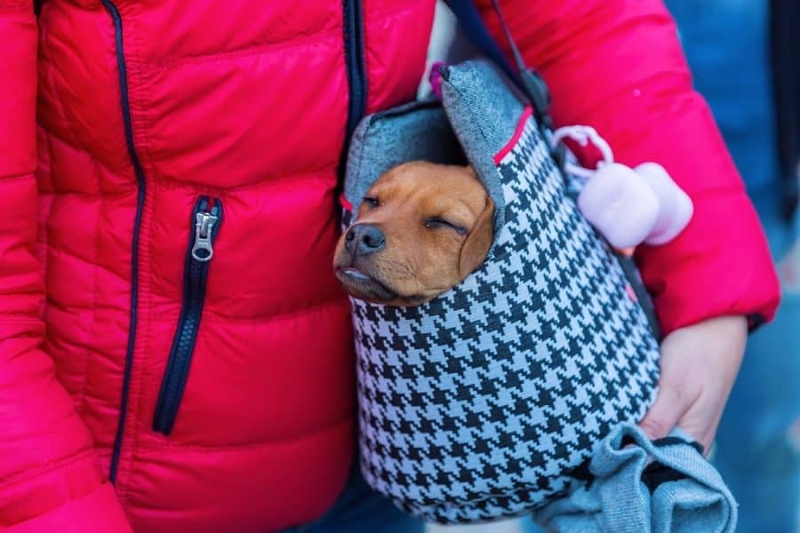 JISSBON Pet Dog Sling Carrier,Puppy Sling Carrier for Small Dogs,Adjustable Pet Sling Hand-Free,Carrier Breathable Travel Tote Bag Foldable Pocket Seat Belt,Suitable for Walking,Traveling Black