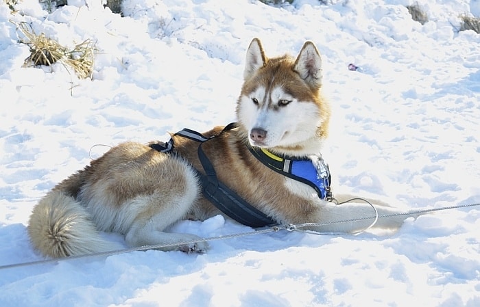 dog escaping harness