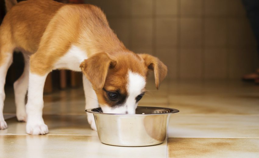 dog food for sensitive stomachs