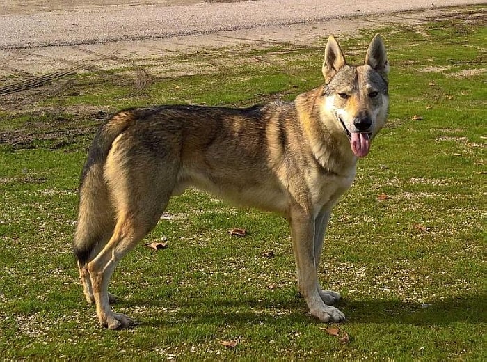 dog that looks like a wolf