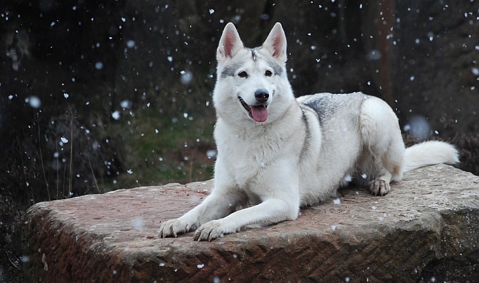 dog that looks like wolf