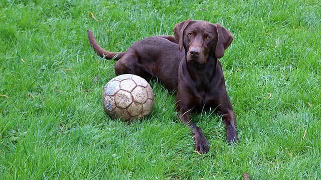dog-with-soccer-ball