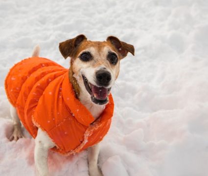 winter coat for dogs