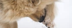 dog paw yeast infection