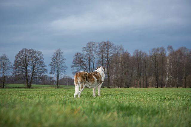 herding-distance