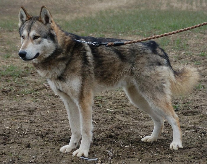 8 WolfLike Dog Breeds Huskies, Wolfdogs, and More!