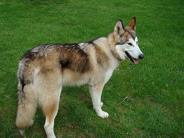 big fluffy wolf dog