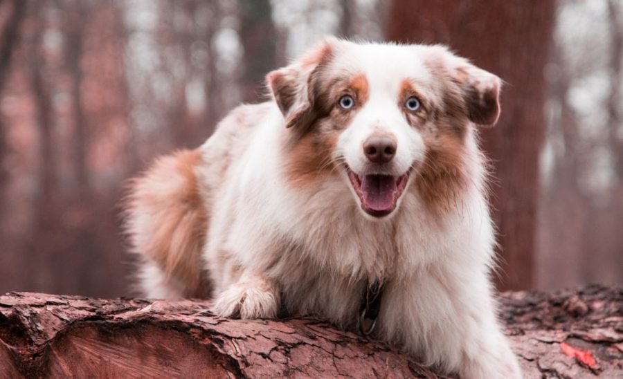 14 Australian Shepherd Mixes Working Dogs With Hearts Of Gold