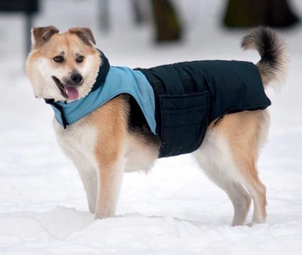 best-dog-coats-for-large-dogs