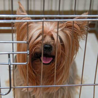 how to pick a dog crate