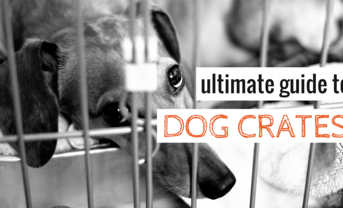 dog crate guide