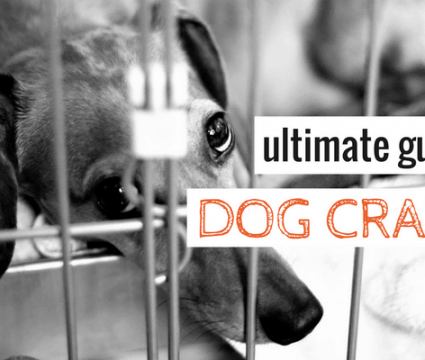 3 Best Airline Approved Dog Crates (For When Fido Flies)