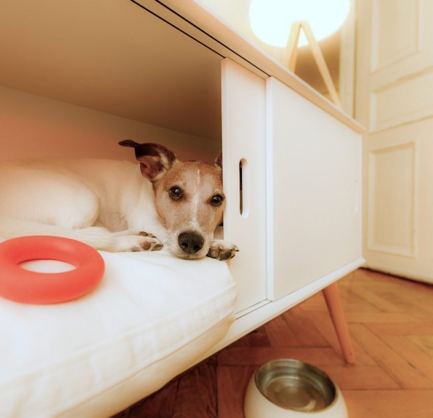 View of 6 Best Dog Crates For Large & Extra-Large Dogs [2022 Reviews]