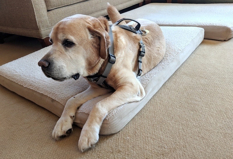 Pet Dog Aid Assist Tool Adjustable Dog Lift Harness For Back Legs Blue M 
