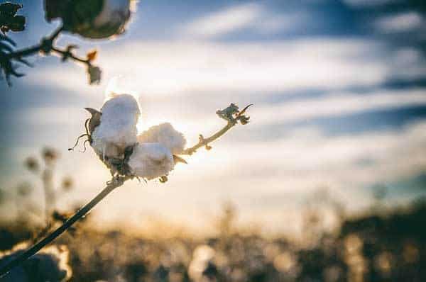 southern cotton