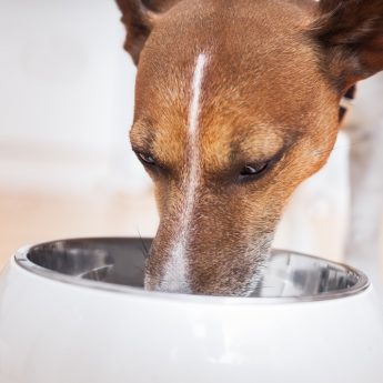 best slow feeding dog bowl