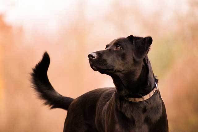 labrador-retriever