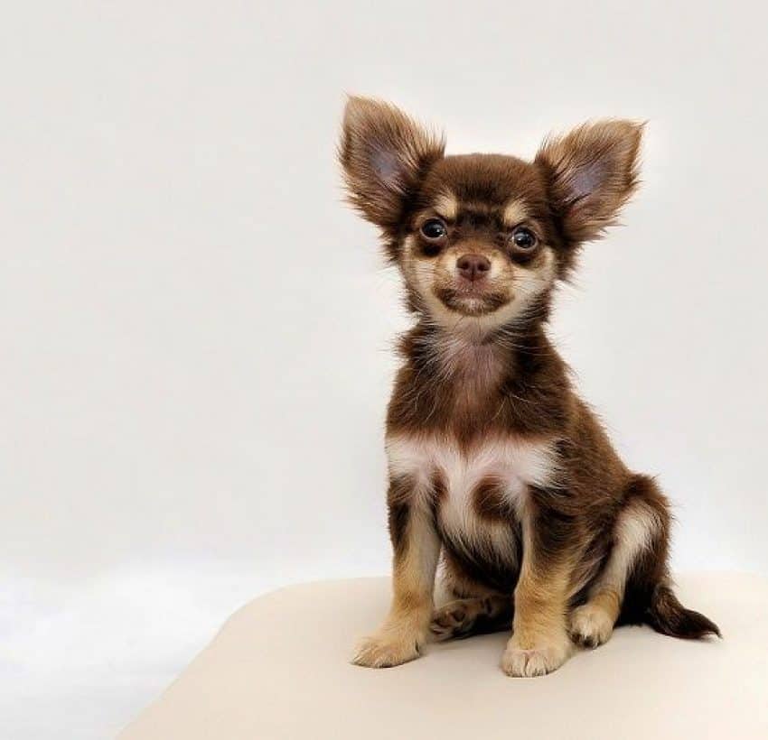 How Much Should I Charge For Overnight Dog Sitting 2022 Update 