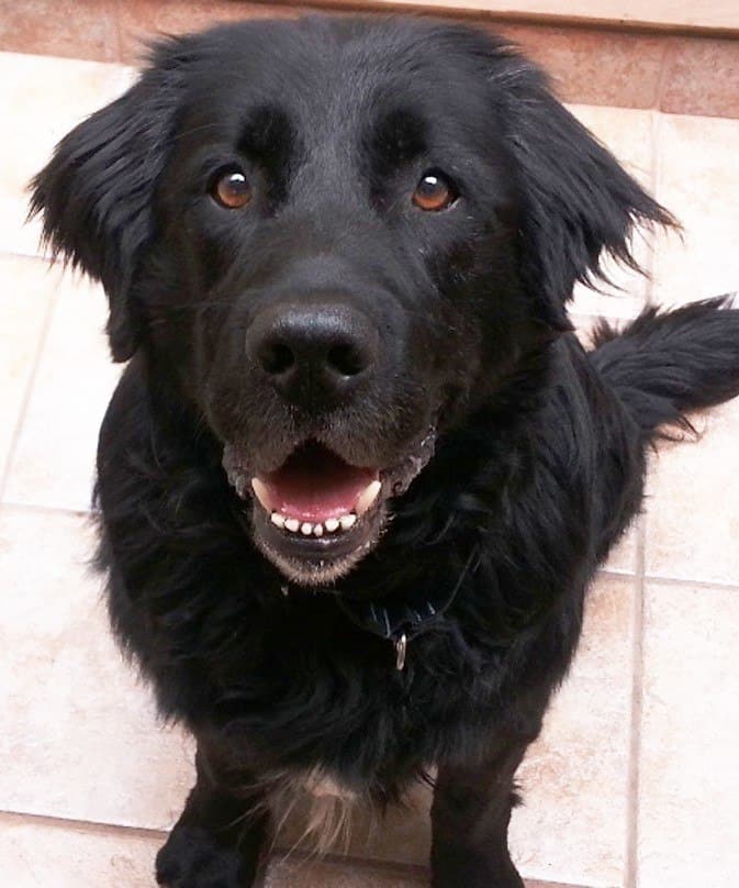 newfoundland x collie