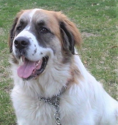 saint bernard and great pyrenees