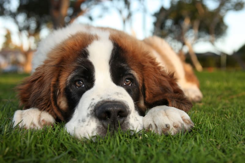 saint bernard dog