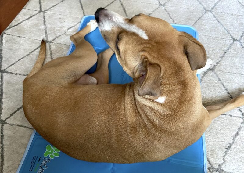 Best Cooling Dog Beds: Let Your Canine Chill Out 7 Remy-Cooling-Mat