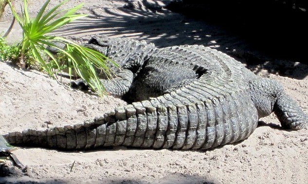 alligator-tail