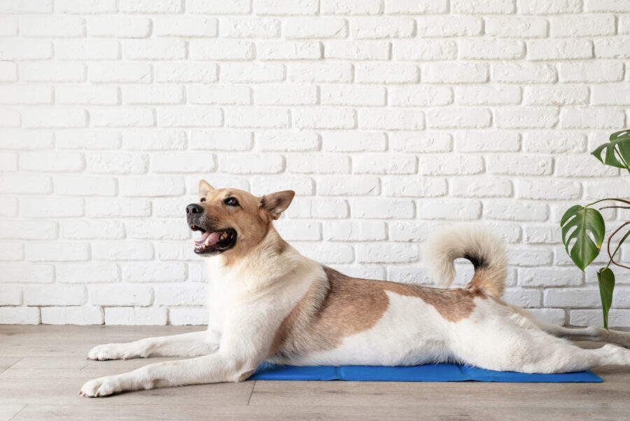 best cooling blanket for dogs