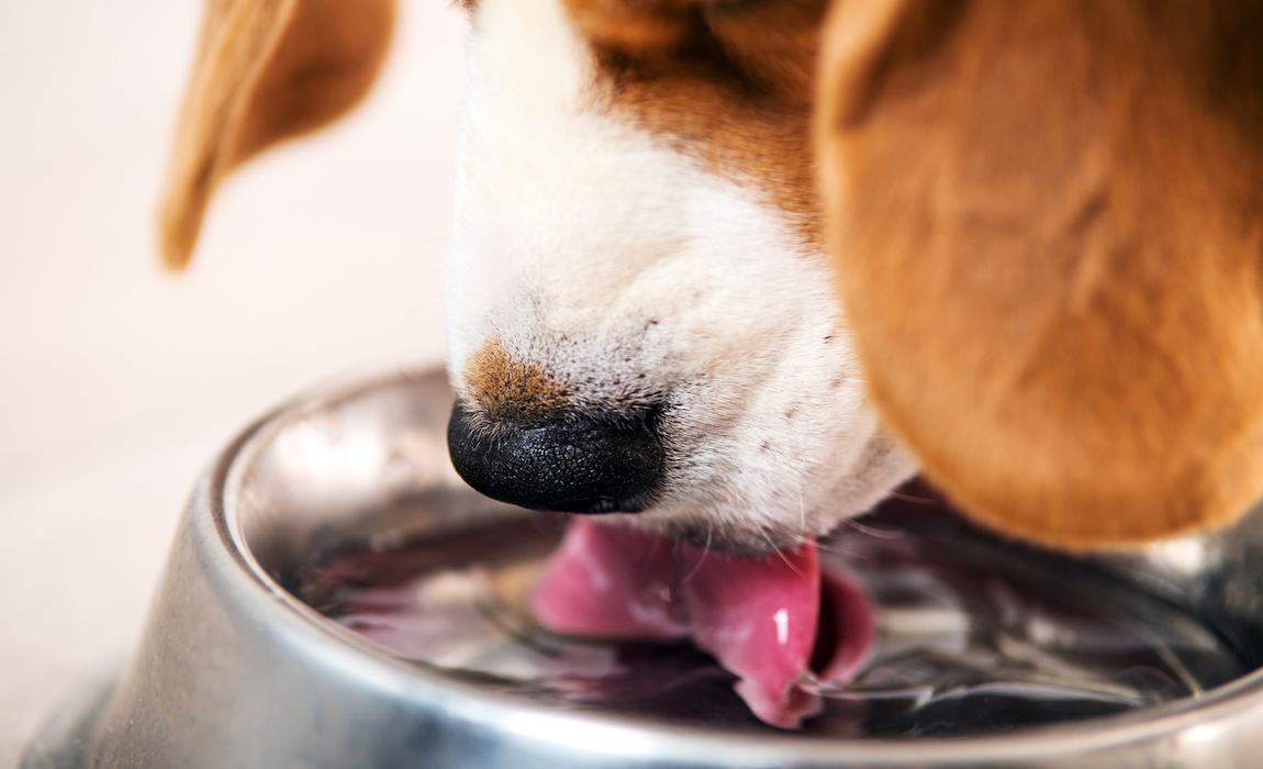 spill free dog water bowl