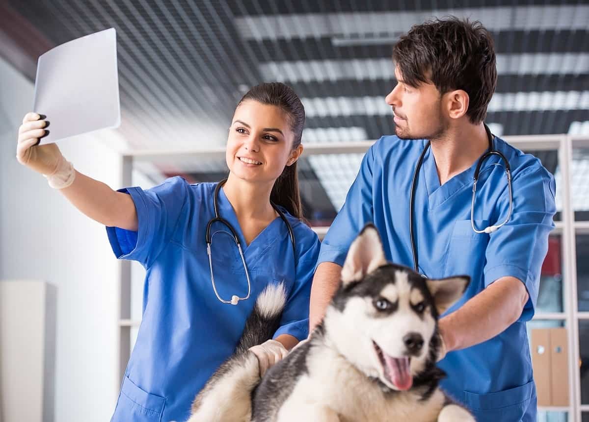 How Much Do Dog X Rays Cost Learn What You ll Probably Pay 