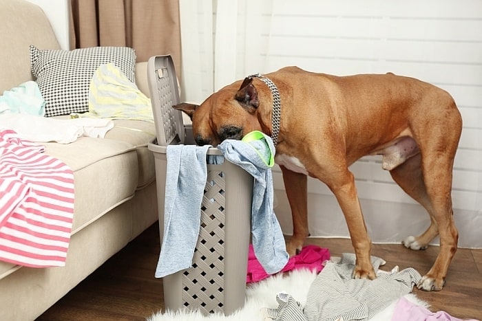 Help! My Dog Ate a Sock - What Should I Do Now? - K9 of Mine